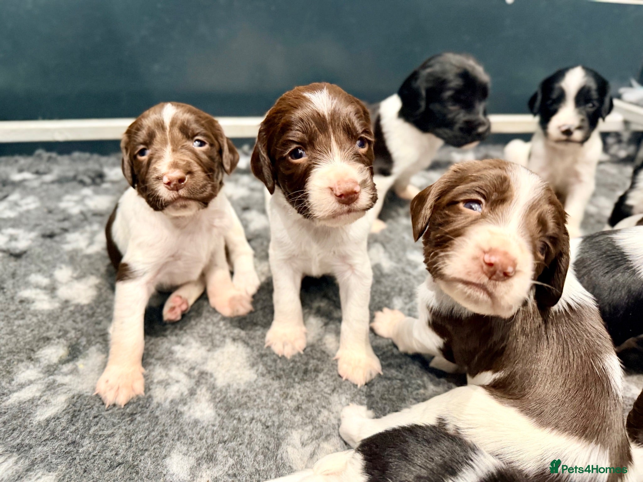 English Springer Spaniel dogs KC FTCH sired English Springer Spaniel Puppies - Advert 1