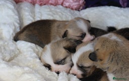 Welsh Corgi Pembroke dogs for sale: Show quality puppies - Image 14