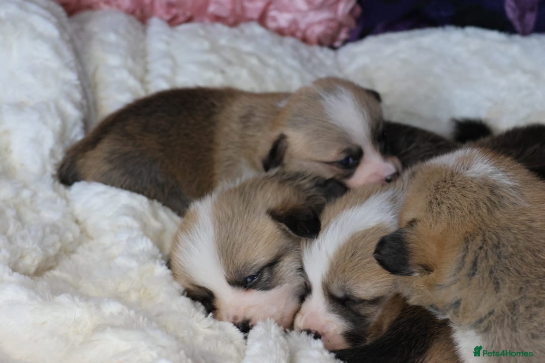 Welsh Corgi Pembroke dogs for sale: Show quality puppies - Image 14