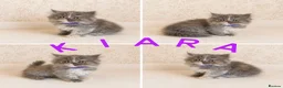 Persian cats for sale:  1 FEMALE LEFT Rare DWARF PERSIAN Munchkin Kittens - Advert 1