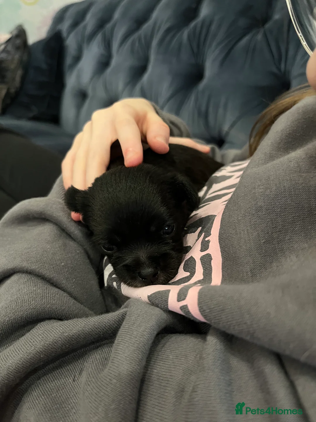 Mixed Breed dogs for sale: Malchi pups available  - Advert 20