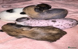 Chinese Crested dogs for sale: HHL Chinese Cresteds  - Image 5