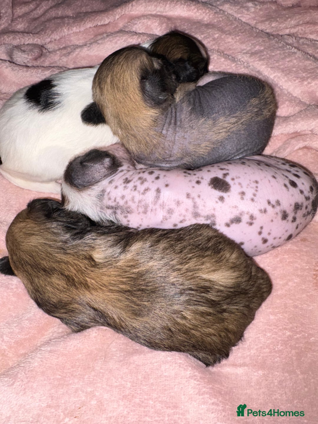 Chinese Crested dogs for sale: HHL Chinese Cresteds  - Image 5