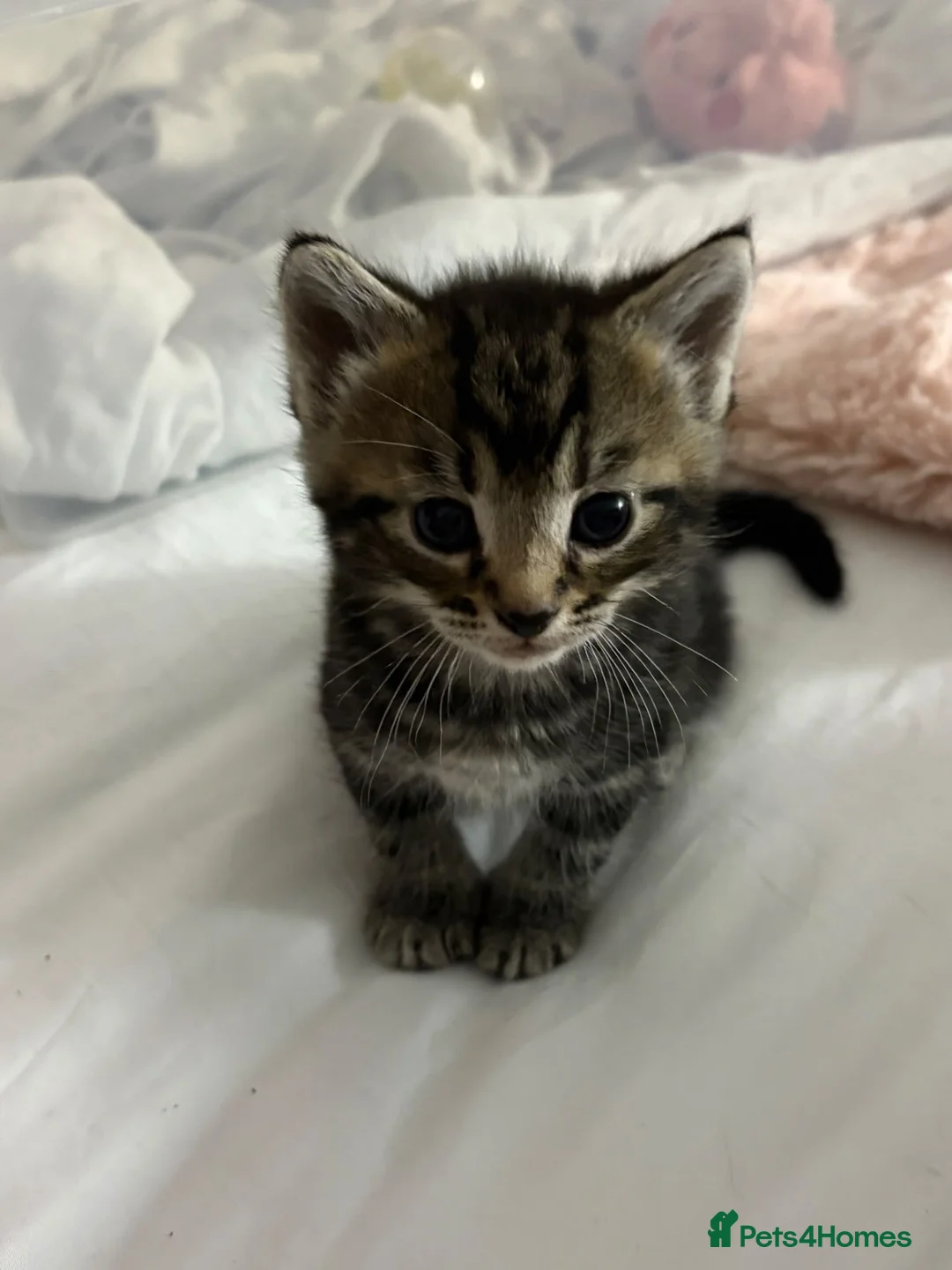 Mixed Breed cats for sale: Beautiful Fluffy Boys - Advert 2