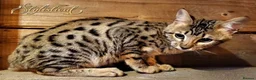Savannah cats for sale: Proven stud and Young adult F3 female on active re - Advert 16