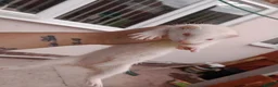 Ferret rodents for sale: Baby ferrets  - Advert 3