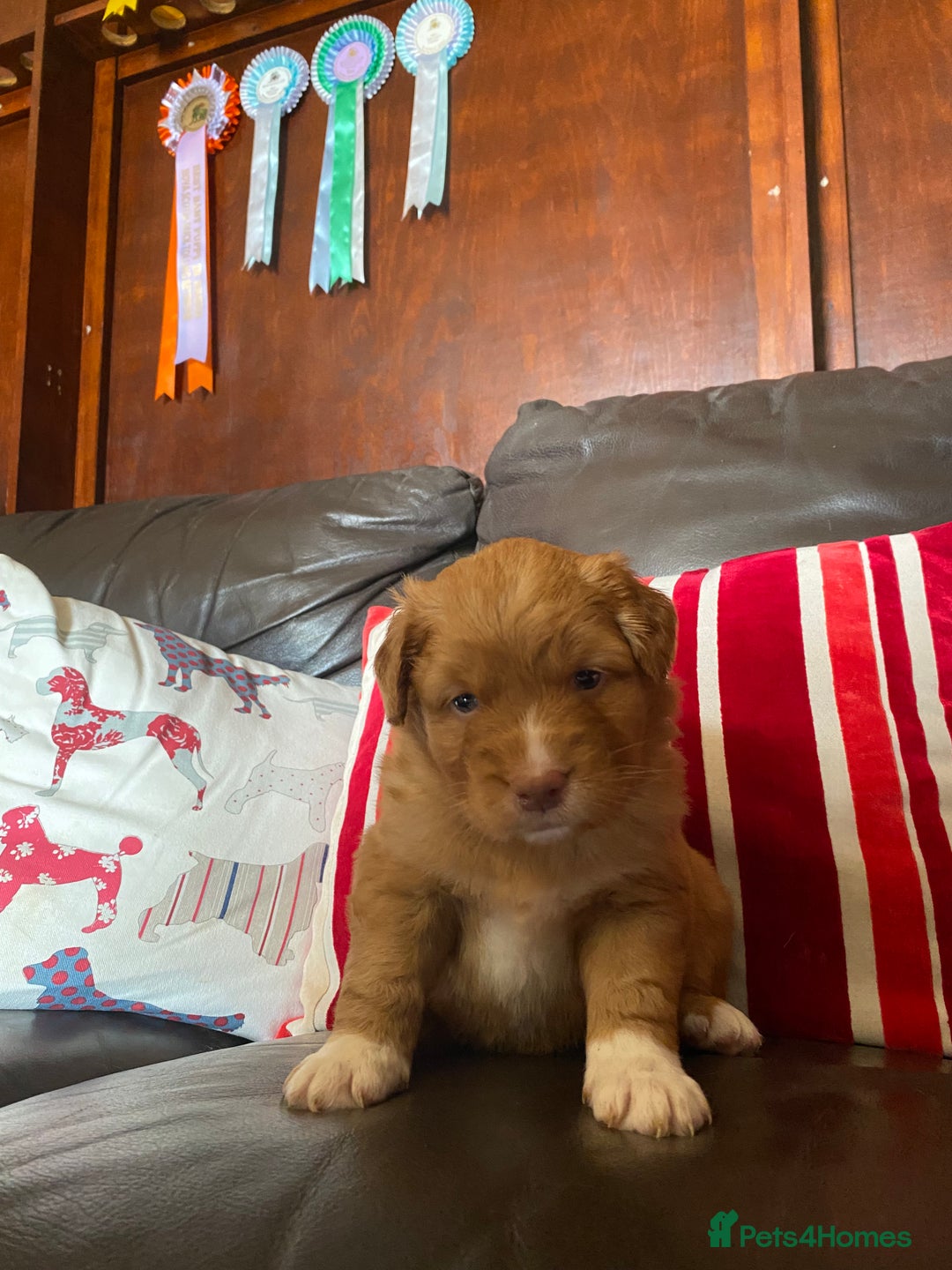 Nova Scotia Duck Tolling Retriever dogs for sale: Fantastic nova puppies - Image 1