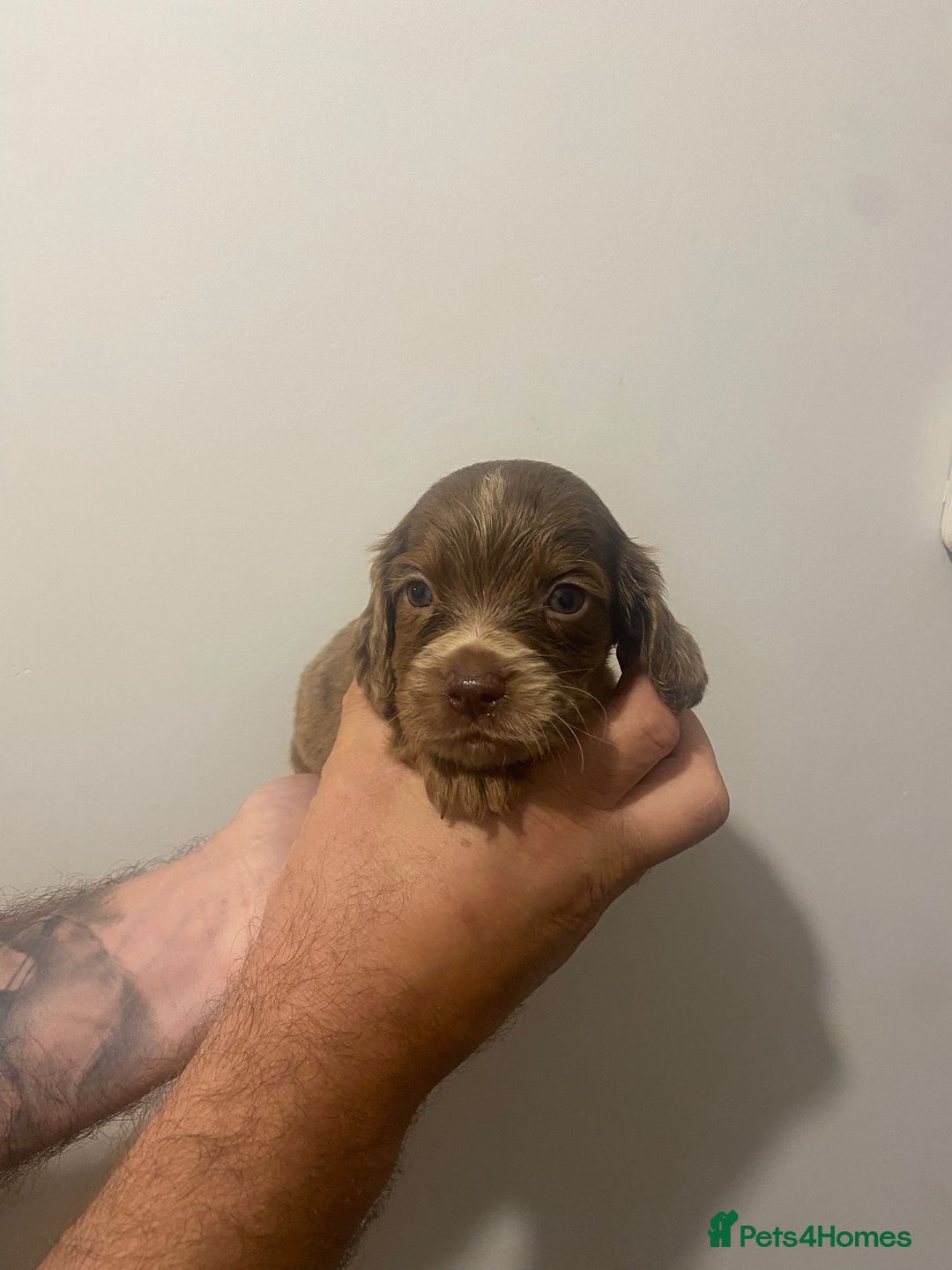 Cocker Spaniel dogs for sale: Working Cocker Spaniels - Image 6