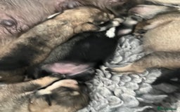 Miniature Schnauzer dogs for sale: Home reared bundles of love - Image 4