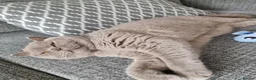 British Shorthair cats for sale: Cute male British shorthair kitten - Advert 8