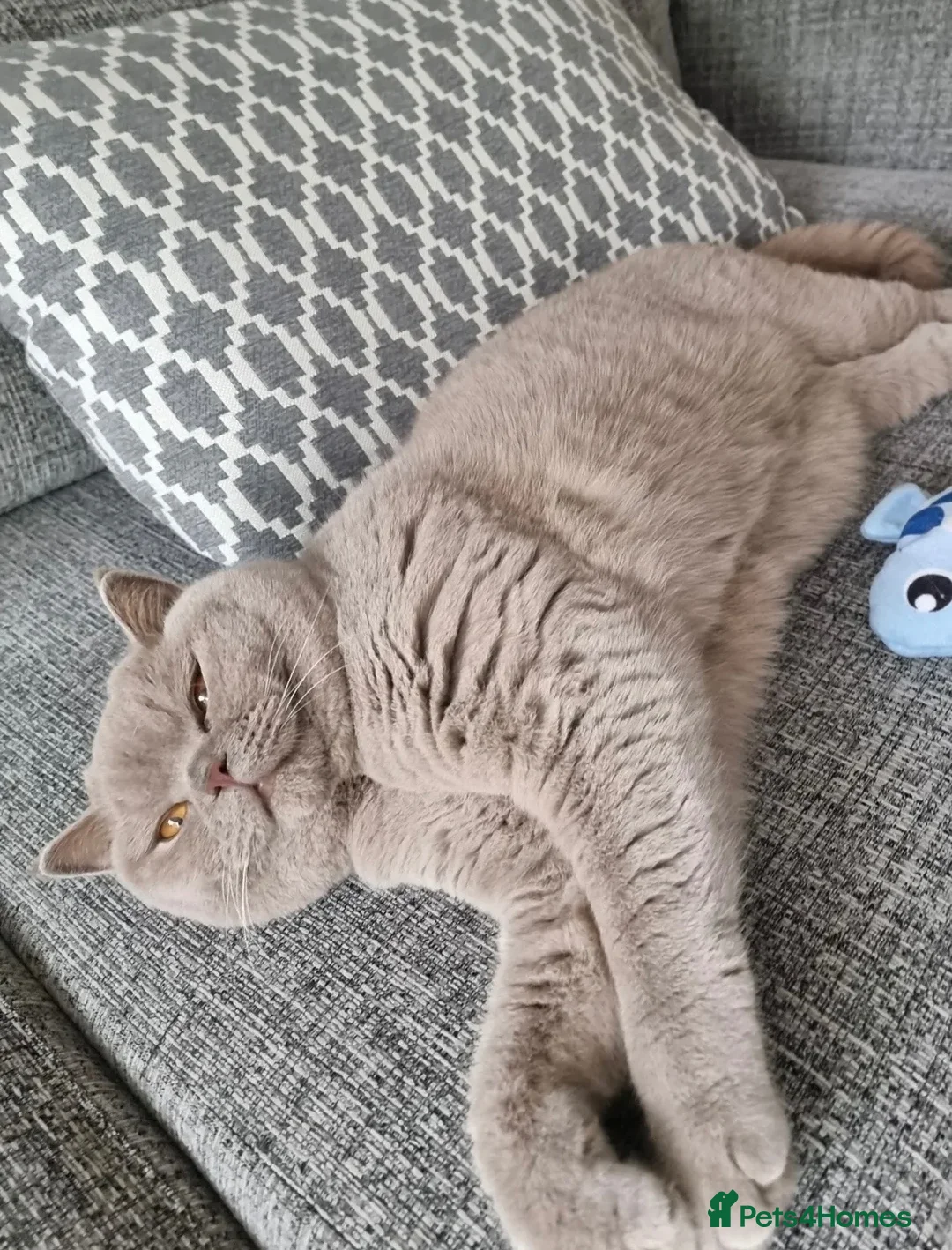 British Shorthair cats for sale: Cute male British shorthair kitten - Advert 8