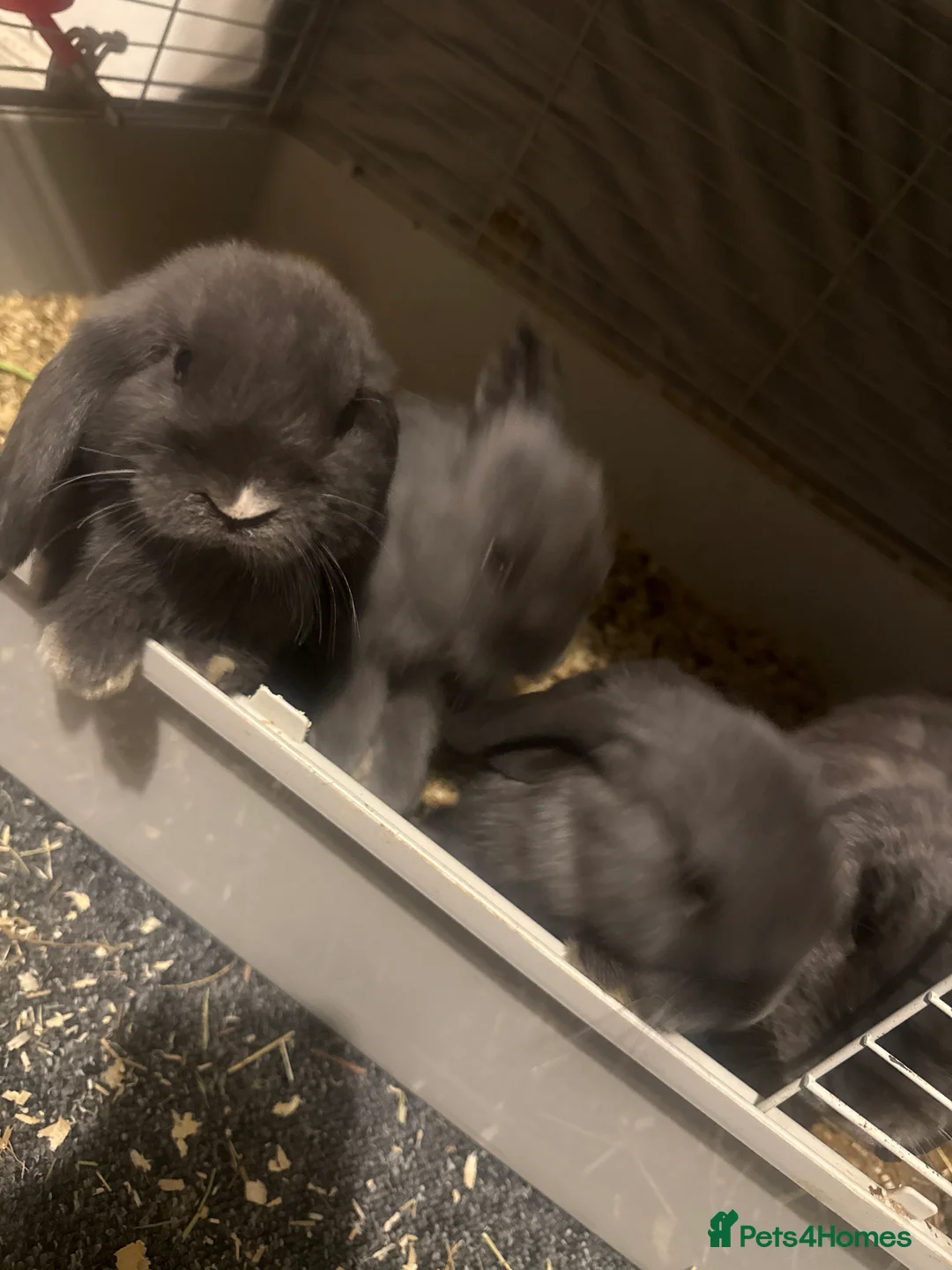 Mini Lop rabbits for sale: Mini lop rabbits  - Advert 2