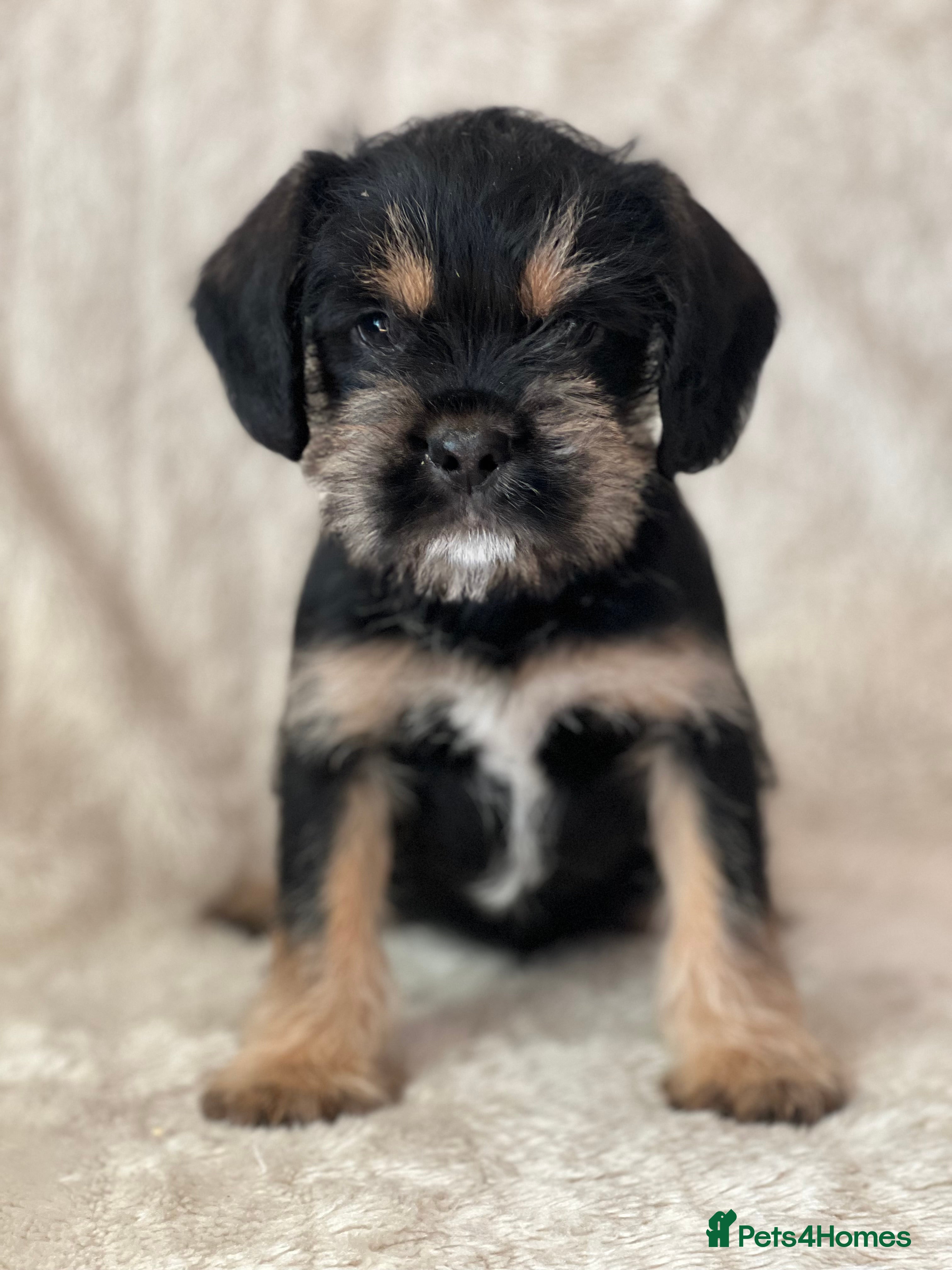 Mixed Breed dogs SCHNAVALIER PUPPIES  - Advert 2