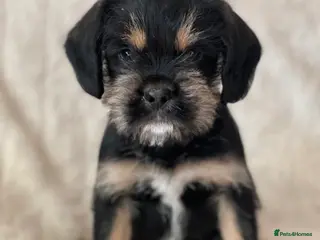 Mixed Breed dogs SCHNAVALIER PUPPIES - Advert 2