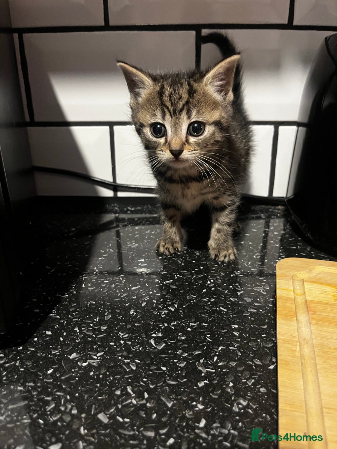 Mixed Breed cats for sale: 2 Kittens For Sale - Image 7