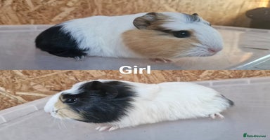 Guinea Pig rodents - Advert 9