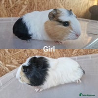Guinea Pig rodents - Advert 2