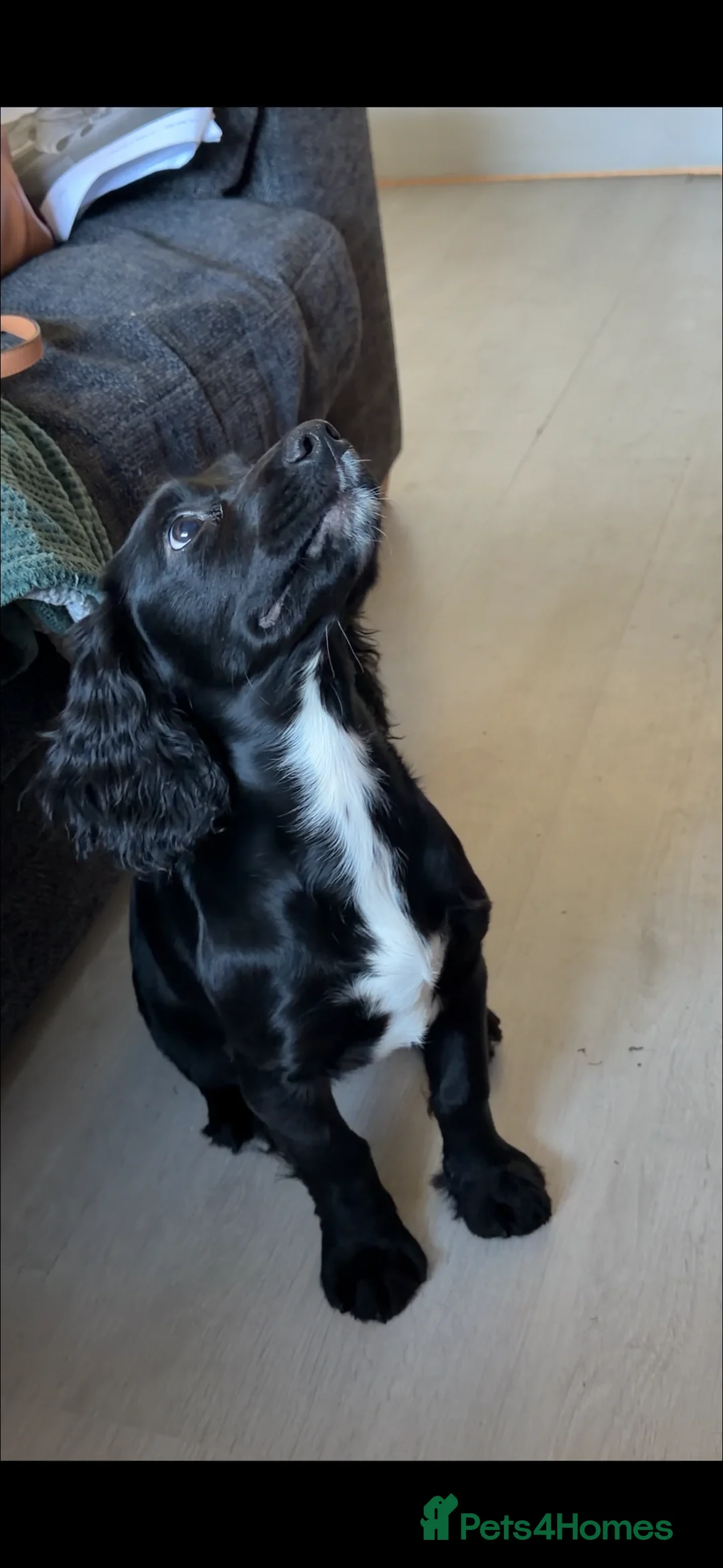 Cocker Spaniel dogs for sale: English cockerspaniel black and white  - Advert 5