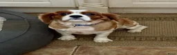 Cavalier King Charles Spaniel dogs for sale: Cavalier girl  - Advert 3