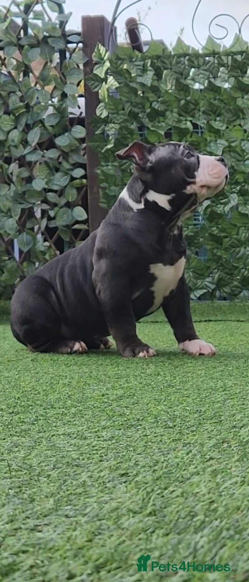 American Bully dogs American bully pocket female  - Advert 5