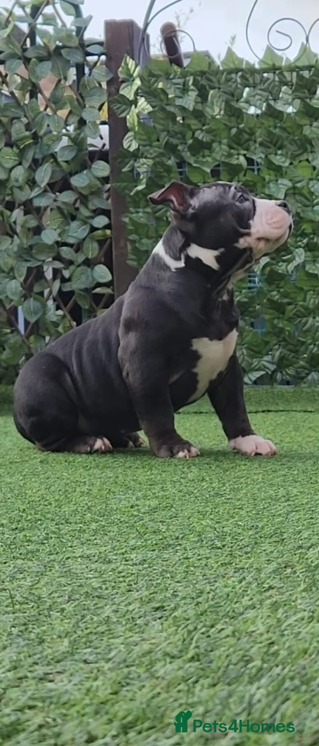 American Bully dogs for sale: American bully pocket female  - Advert 1