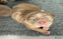 American Bully dogs for sale: Pocket bully puppies  - Image 7