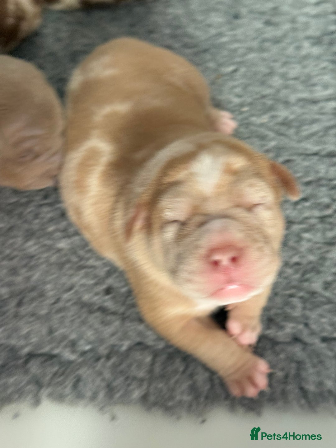 American Bully dogs for sale: Pocket bully puppies  - Image 7