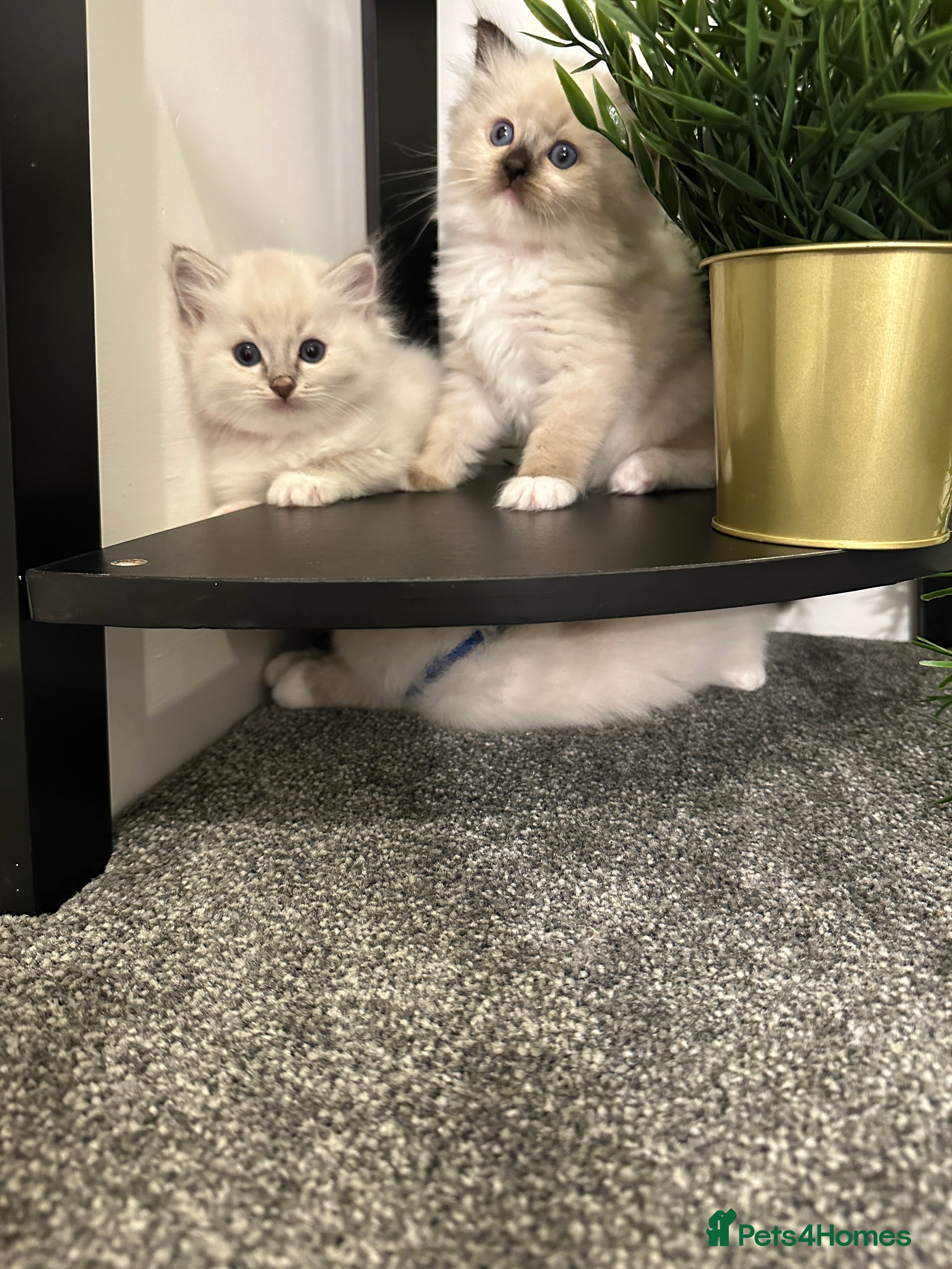 Ragdoll cats ‼️Ready to leave 2 stunning beautiful babies 🥰🥰 - Advert 16