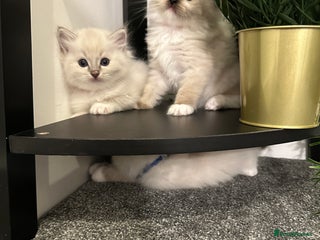 Ragdoll cats 🥰🥰🥰ONLY 2 left stunning beautiful babies 🥰🥰🥰 - Advert 10