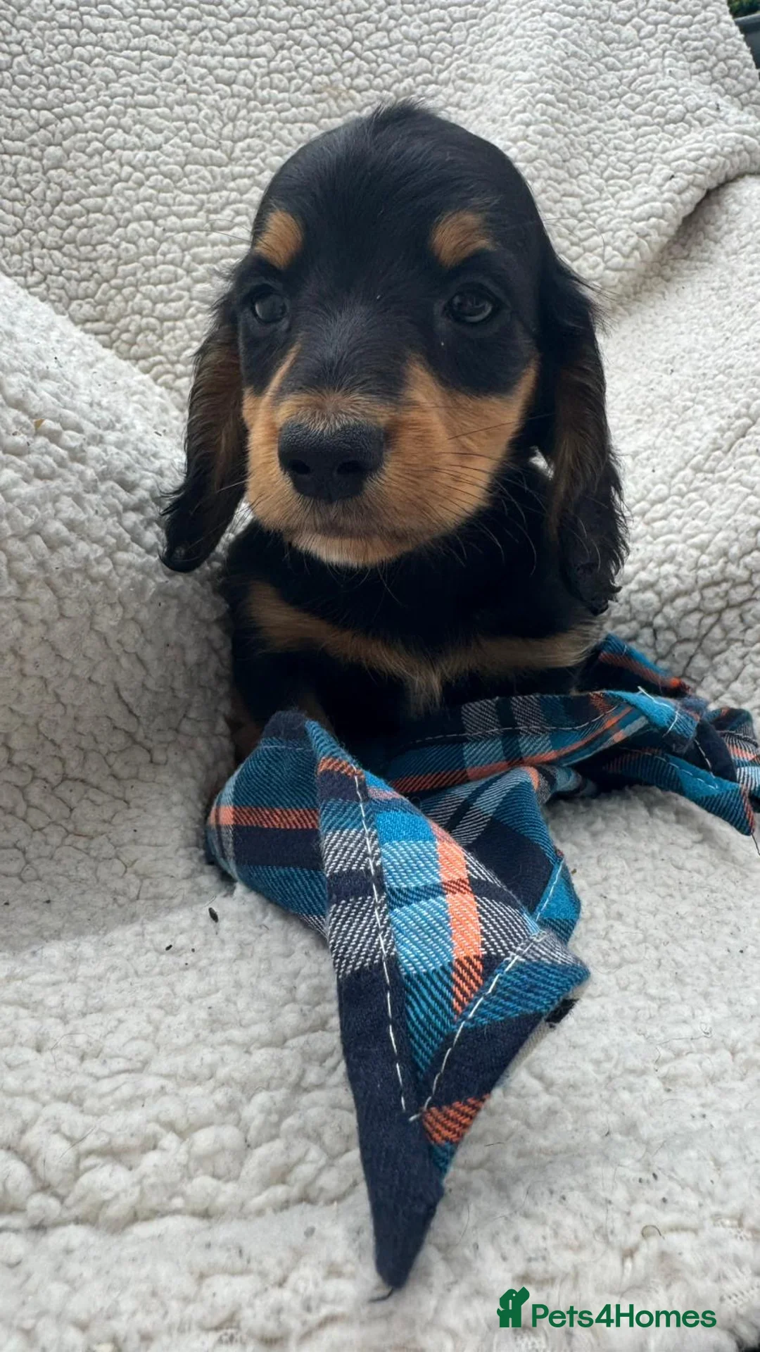 Miniature Dachshund dogs for sale: BEAUTIFUL PRA CLEAR & KC REG MINI DACHSHUNDS - Advert 30