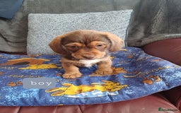 Mixed Breed dogs for sale: Schweenie - Shih Tzu  x Dachshund  - Image 1