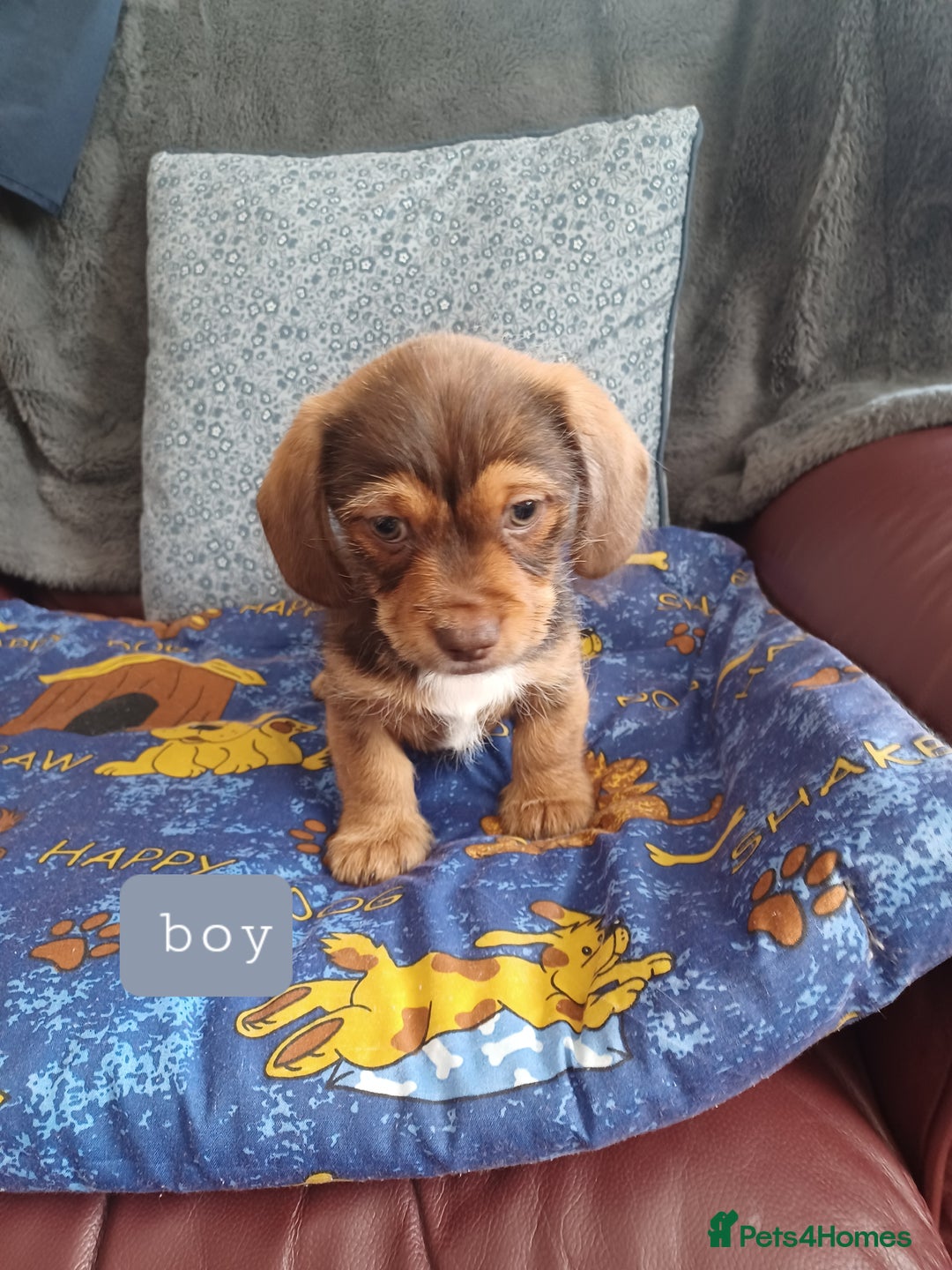 Mixed Breed dogs for sale: Schweenie - Shih Tzu  x Dachshund  - Image 1