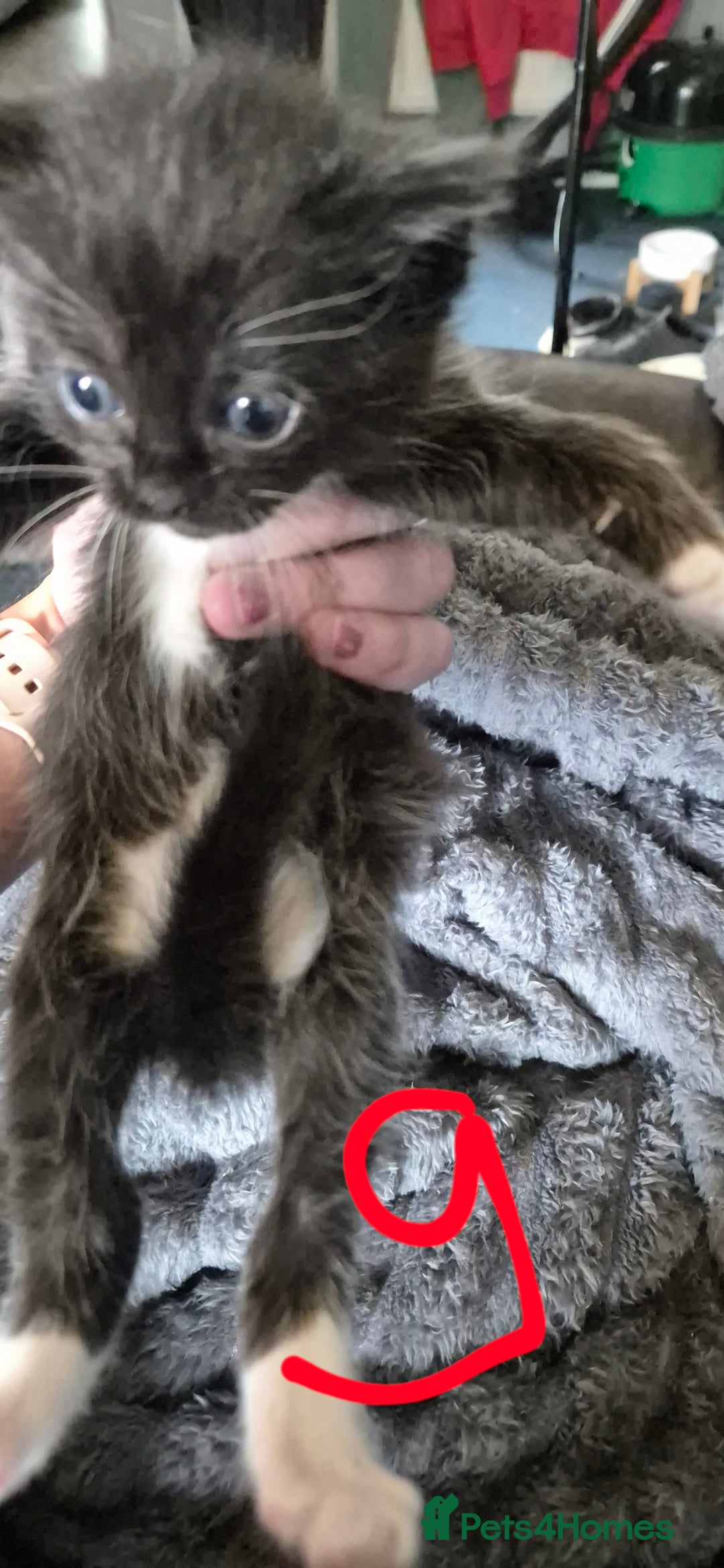 Ragdoll cats for sale: Half ragdoll kittens - Image 3