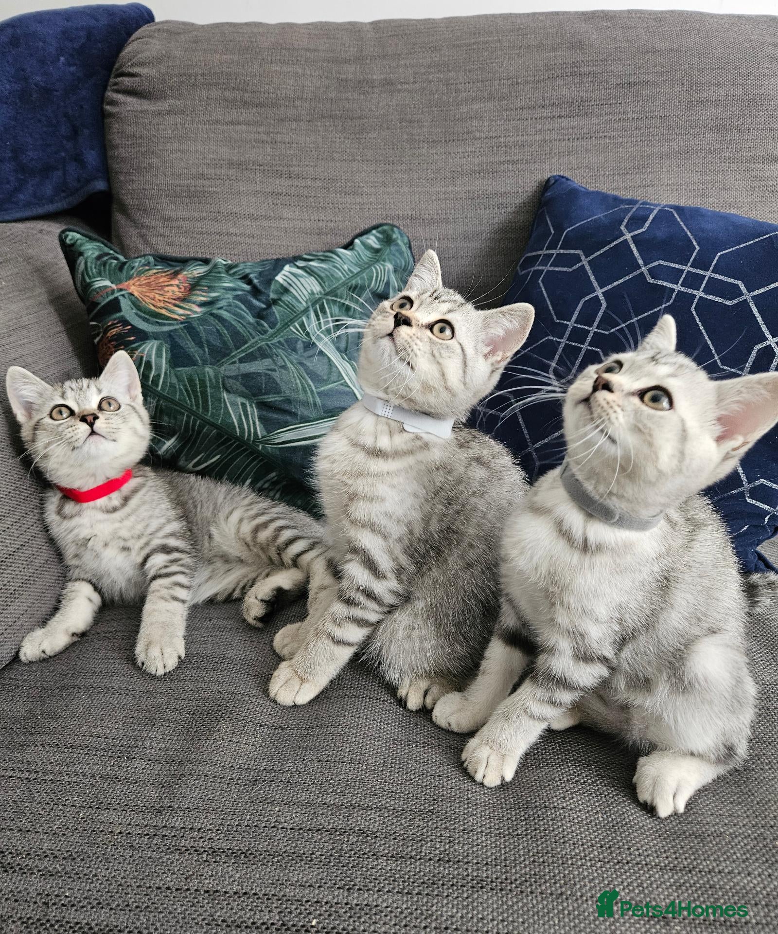 British Shorthair cats Purebread Silver british shorthair - Advert 1