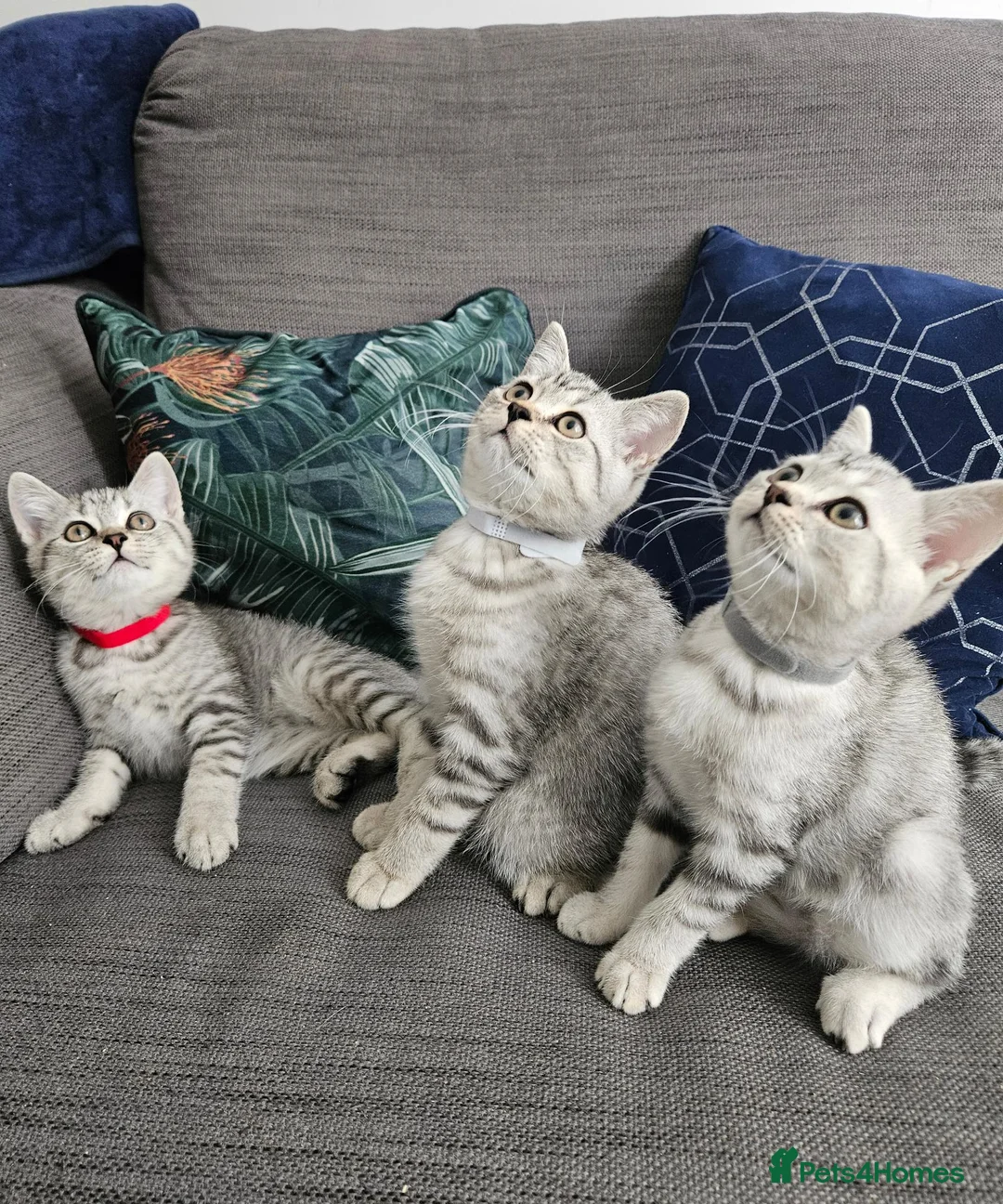 British Shorthair cats for sale: Purebread Silver british shorthair - Advert 1