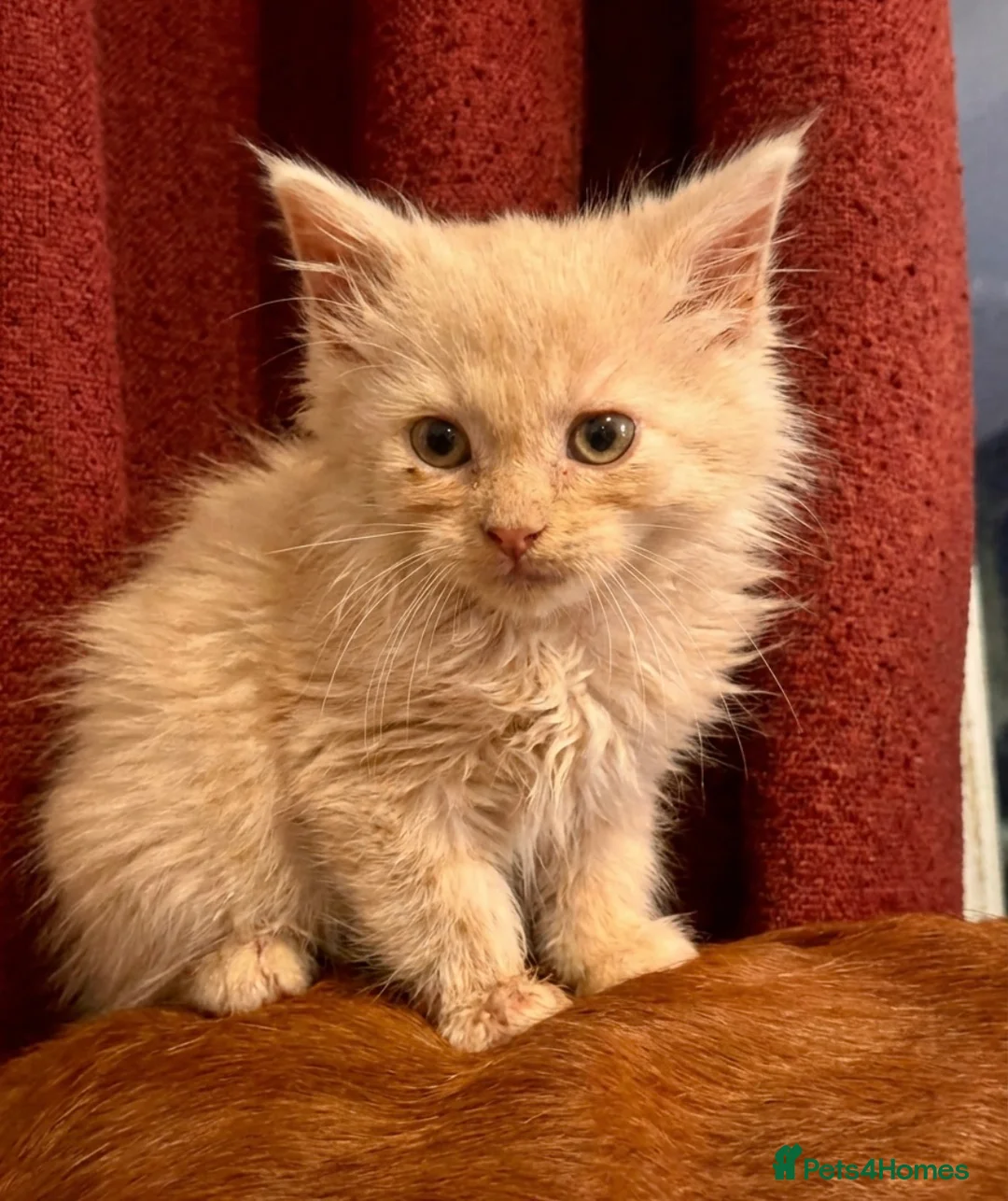 Maine Coon cats for sale: 🧡💛Final boy left 💛🧡 - Advert 4