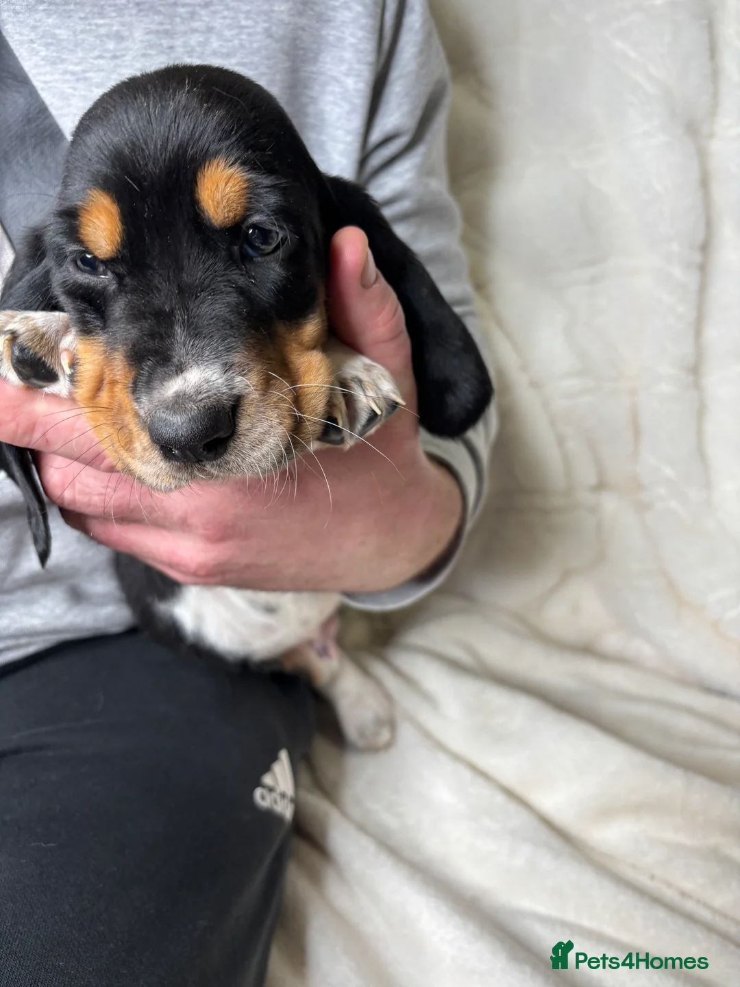 Basset Hound dogs for sale: Hungarian bloodlines 1 girl/1 boy left  - Advert 9