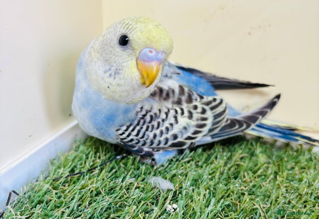 Budgerigars birds for sale: Beautiful baby budgies for sale  - Image 14