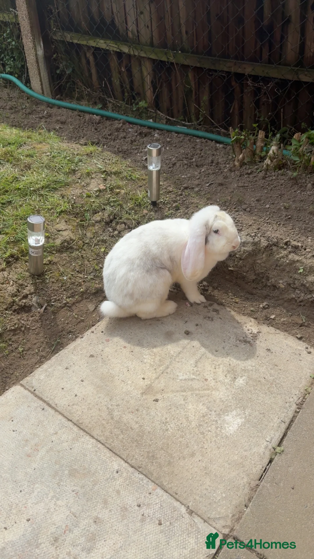 French Lop rabbits for sale: French lop female rabbit  in Sheffield - Advert 1