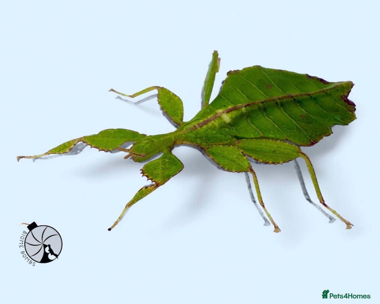 Stick Insects invertebrates X2 LEAF INSECTS happy to ship :) - Advert 4