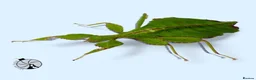 Stick Insects invertebrates for sale: X2 LEAF INSECTS happy to ship :) - Advert 1