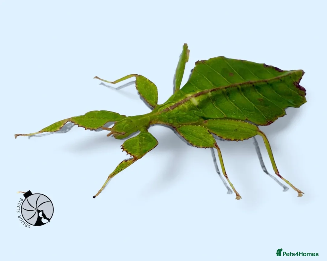 Stick Insects invertebrates for sale: X2 LEAF INSECTS happy to ship :) - Advert 1