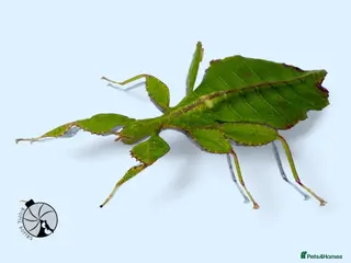 Stick Insects invertebrates X2 LEAF INSECTS happy to ship :) - Advert 1
