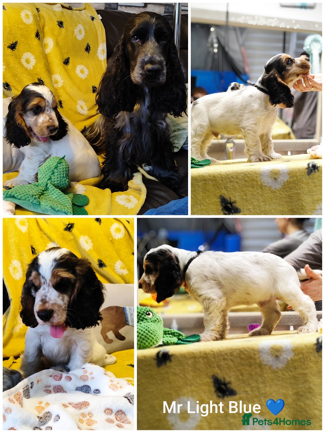 Cocker Spaniel dogs for sale: KC English Show Type Cocker Spaniel Puppies  - Image 5