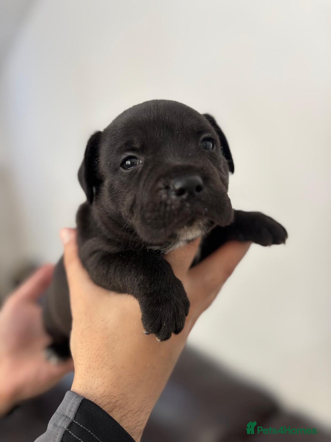 Staffordshire Bull Terrier dogs for sale: Adorable KC champion bred black staffy puppy's  - Advert 33