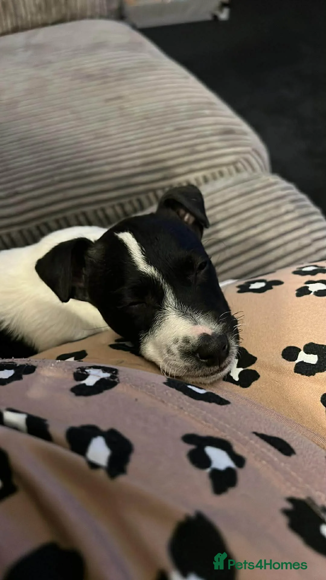 Jack Russell dogs for sale: Female Jack Russel  - Advert 28
