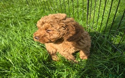 Toy Poodle dogs for sale: Fox Red poodle puppies  - Image 7