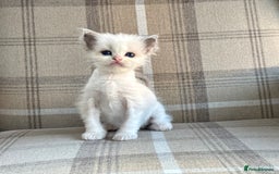 Ragdoll cats for sale: TICA REGISTERED  in Colchester - Image 7