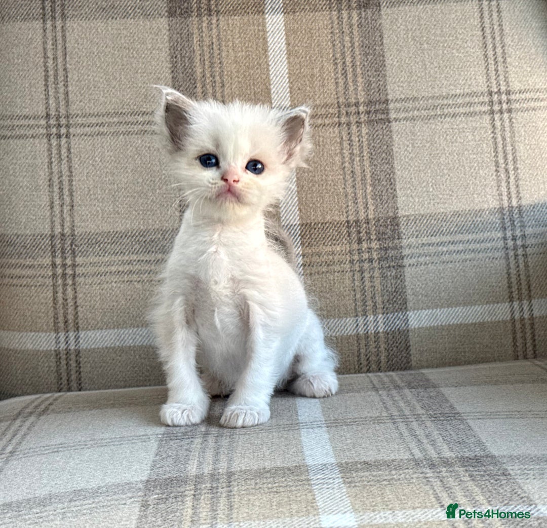 Ragdoll cats for sale: TICA REGISTERED  in Colchester - Image 7