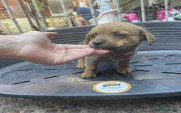 Mixed Breed dogs for sale: mixed breed 4 boys and 2 girls - Image 2